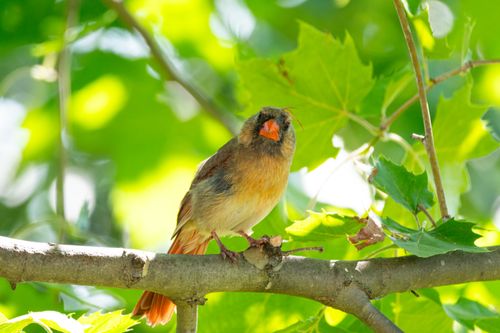 Free A female Northern Cardinal perches gracefully on a tree branch, surrounded by lush green leaves in summer. Stock Photo