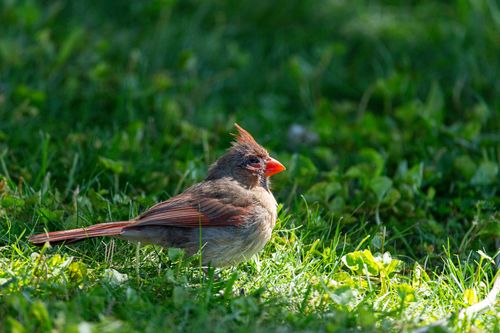 Free A vibrant female Northern Cardinal perched on green grass in Canonsburg, Pennsylvania. Stock Photo