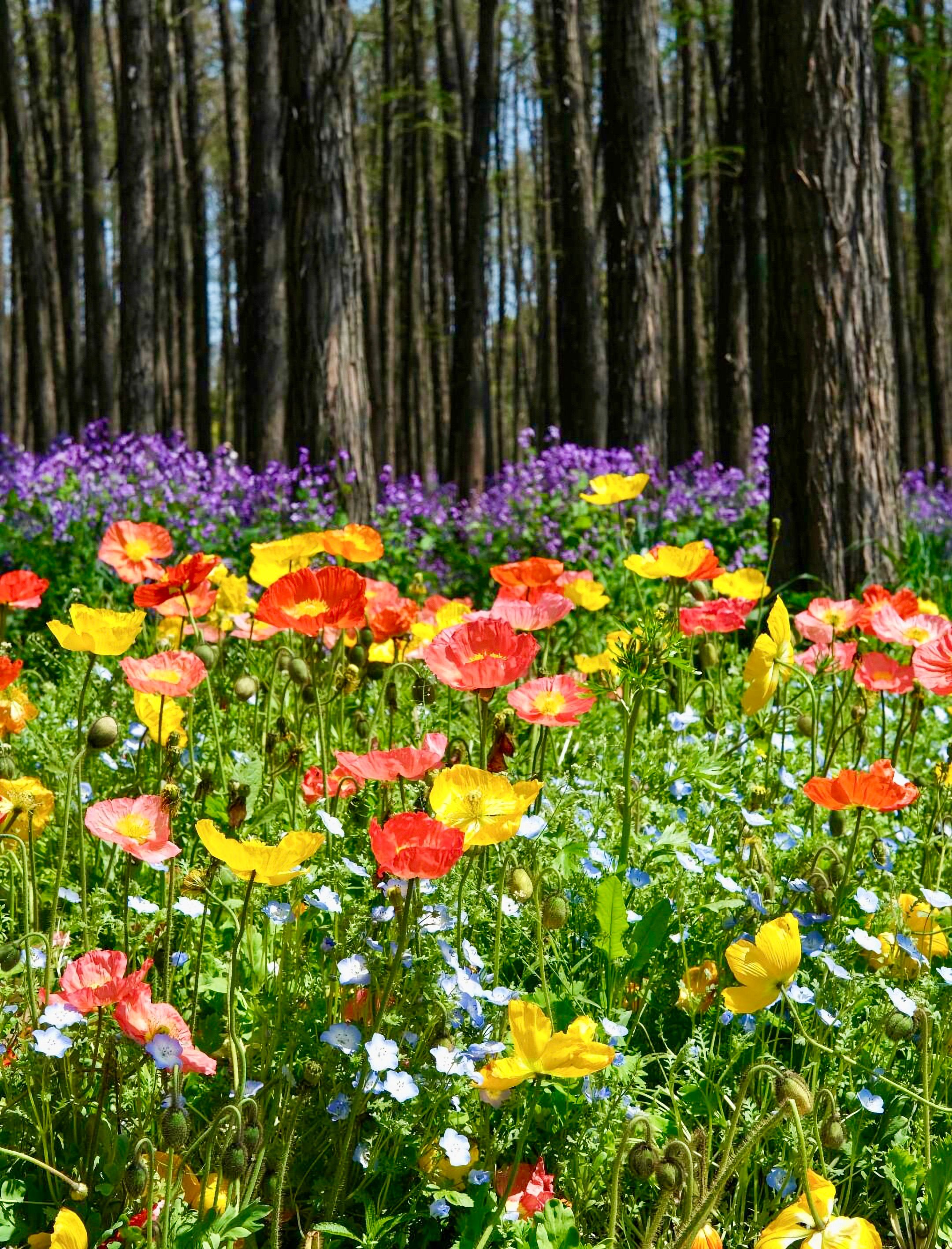 Vibrant Spring Wildflowers in Forest Setting · Free Stock Photo