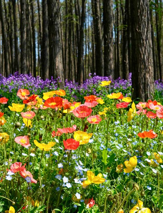 Vibrant Spring Wildflowers in Forest Setting · Free Stock Photo