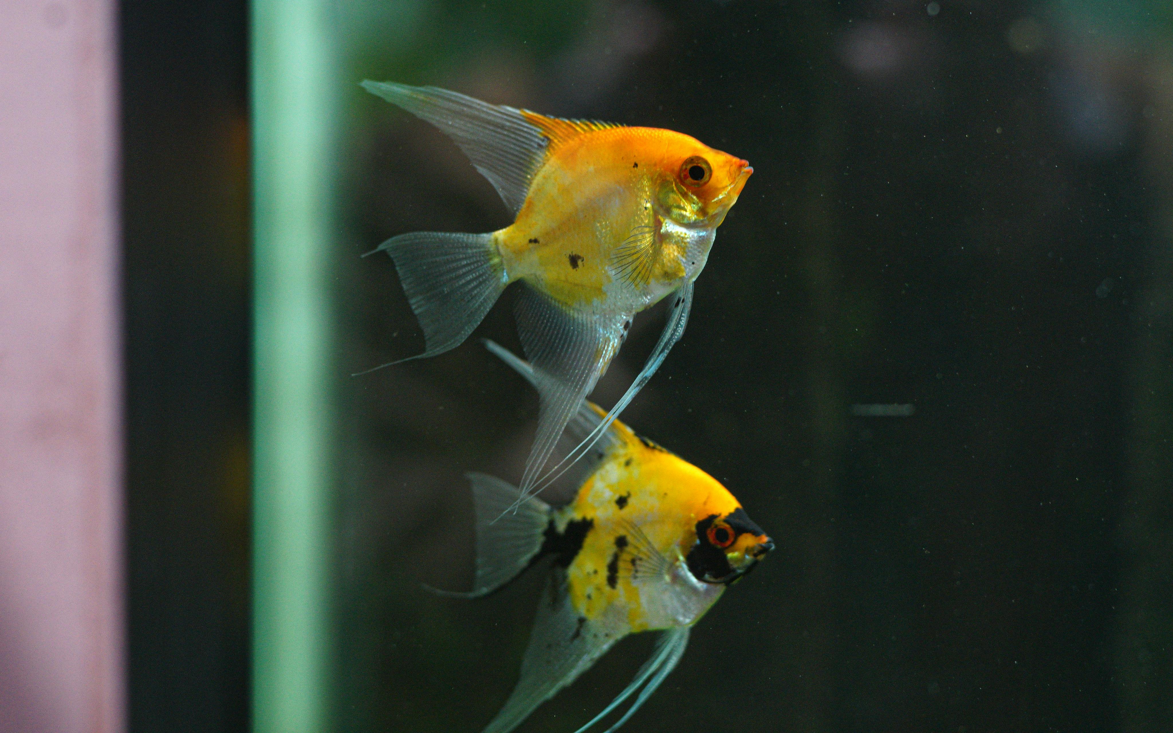 Vibrant photo of golden angelfish pair swimming in a home aquarium.