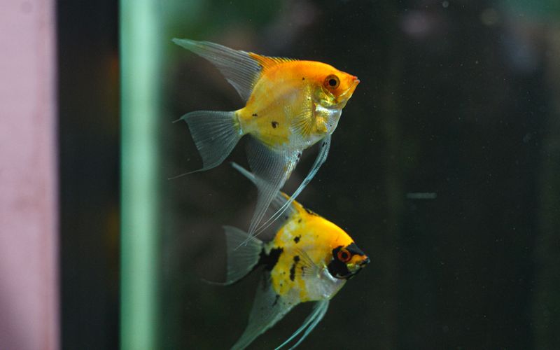 Vibrant photo of golden angelfish pair swimming in a home aquarium.