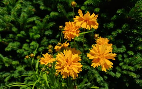 Free Bright yellow flowers bloom against lush green foliage in a spring garden in Wrocław, Poland. Stock Photo