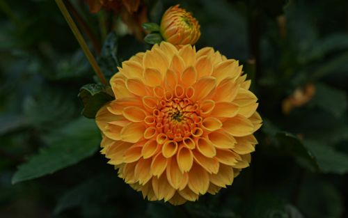 Free Close-up of a vibrant yellow dahlia flower in full bloom, showcasing intricate petals. Stock Photo