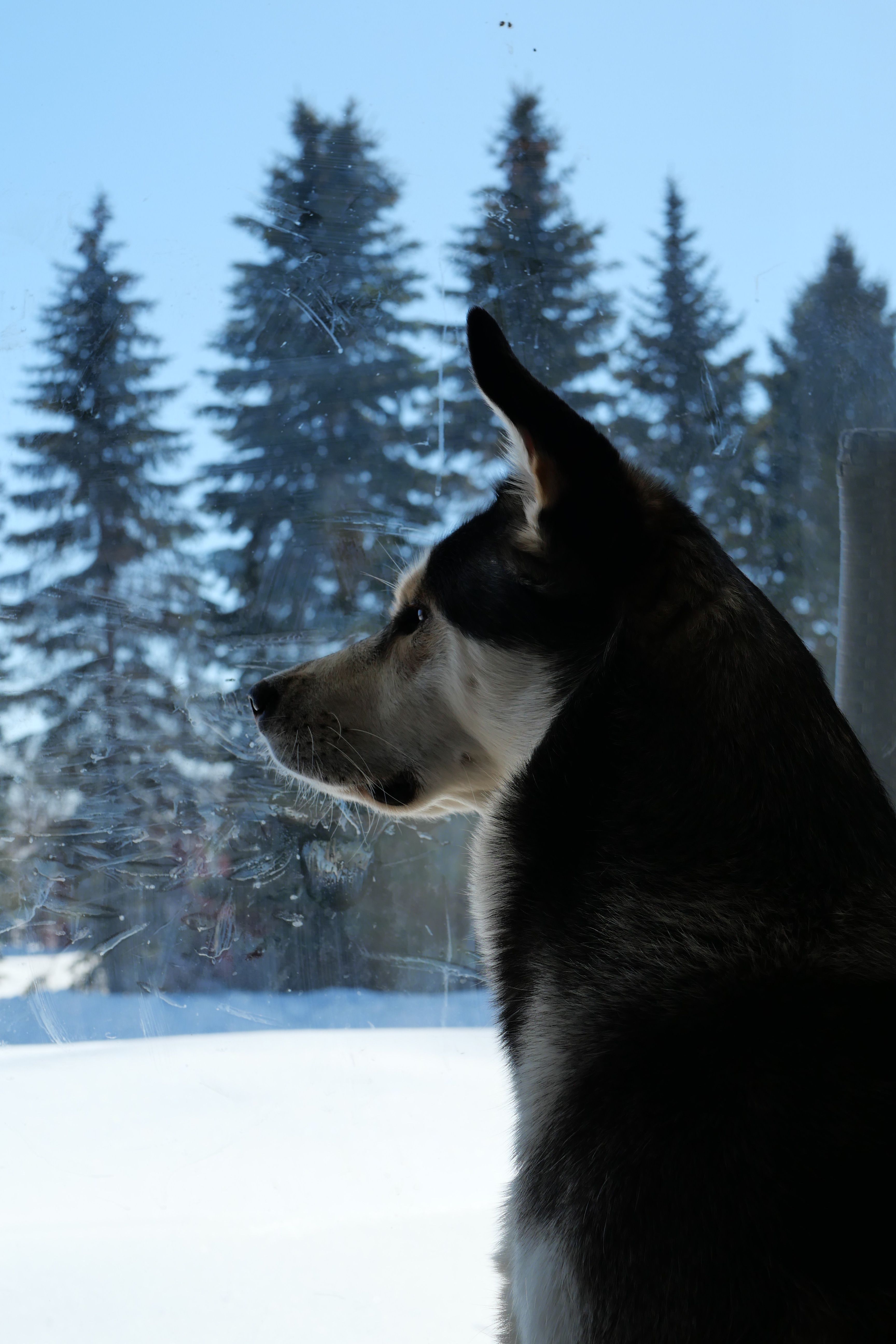 Husky Separation Anxiety: Why They Panic When Left Alone and How to Fix It