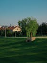 Peaceful Park Scene with Tree and Architecture