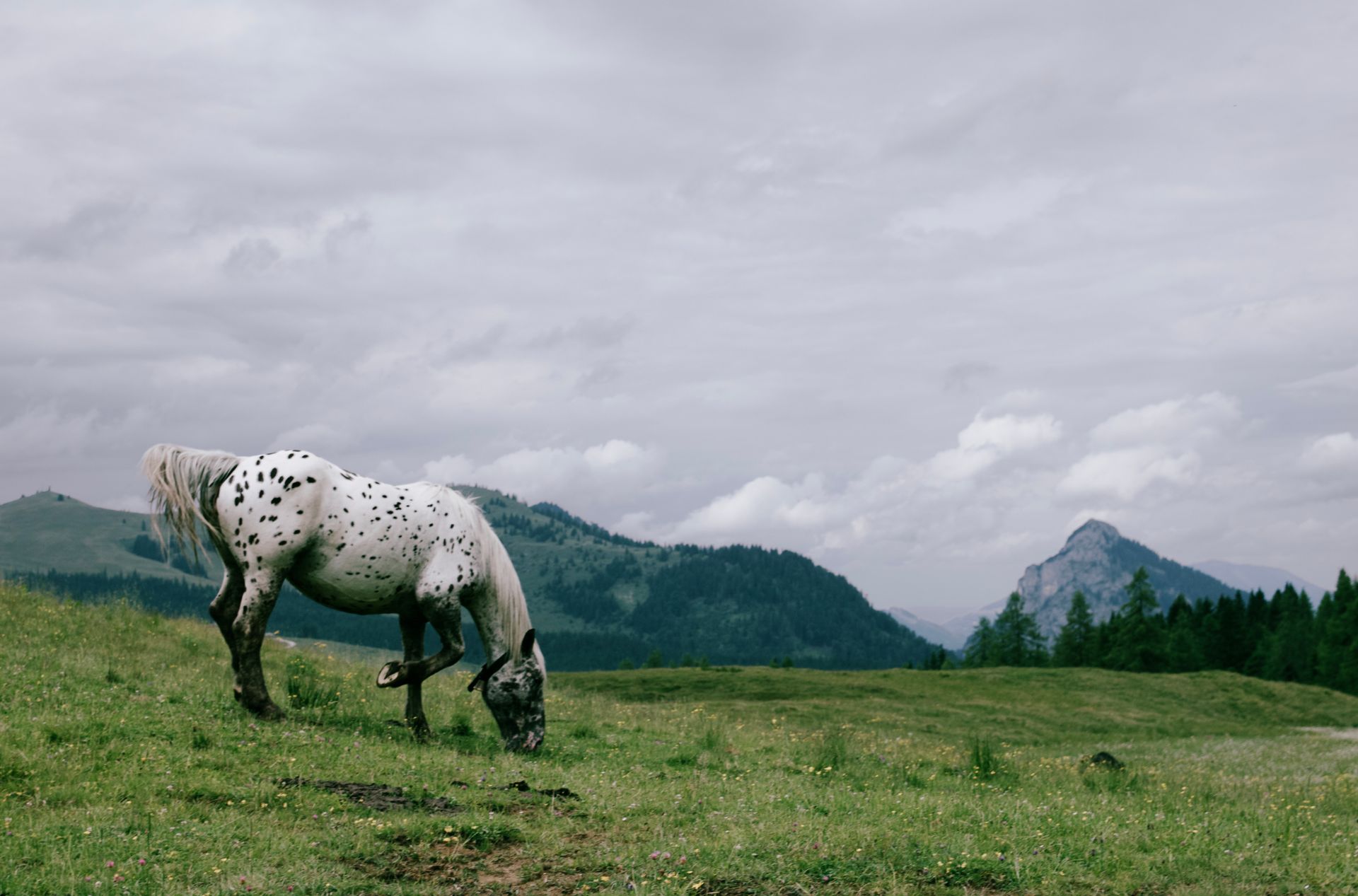 A spotted horse grazes peacefully in a lush, mountainous landscape under a cloudy sky.