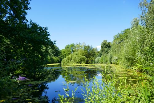 Free Peaceful pond surrounded by lush greenery and clear blue sky, reflecting the essence of summer. Stock Photo