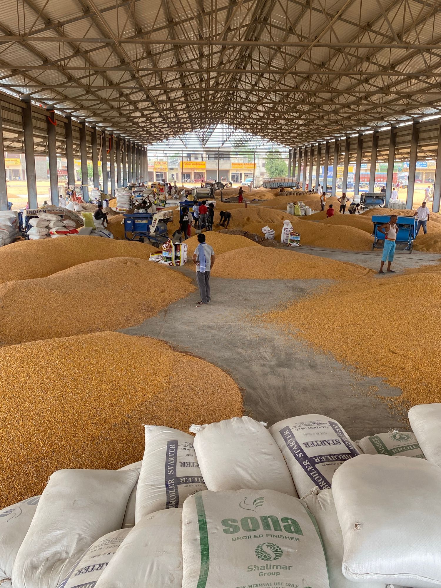 Maize Export Project