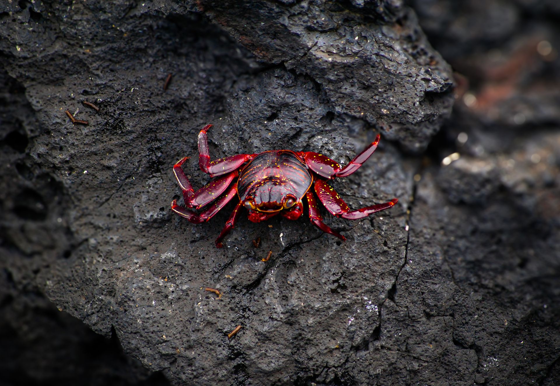 Close-up of a red crab on volcanic rock in the Galapagos, showcasing vibrant marine wildlife.