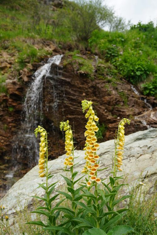 Free Tall yellow foxgloves bloom near a cascading waterfall in Brod. Stock Photo