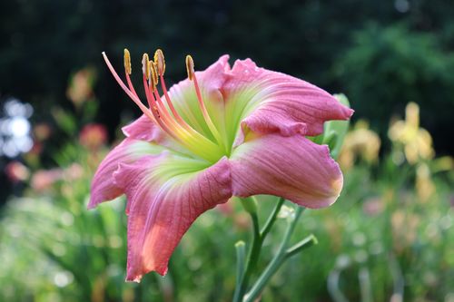 Free Pink daylily with green throat Stock Photo