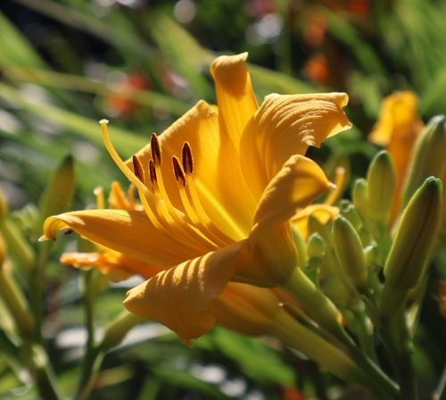 Free Yellow Daylily Stock Photo
