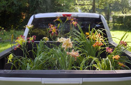 Free Daylilies in truck bed Stock Photo