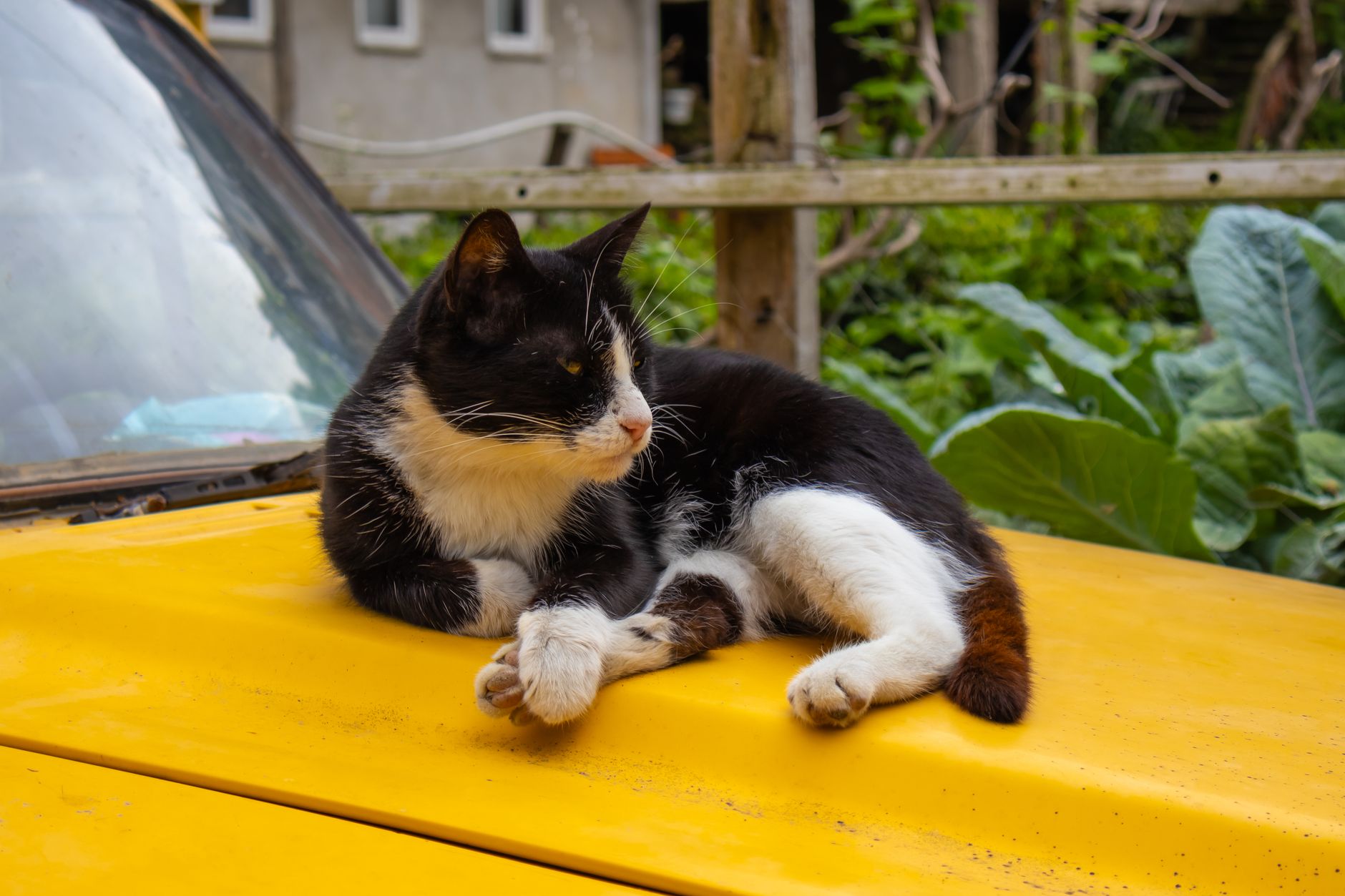 Otomobilde seyahat eden kedi