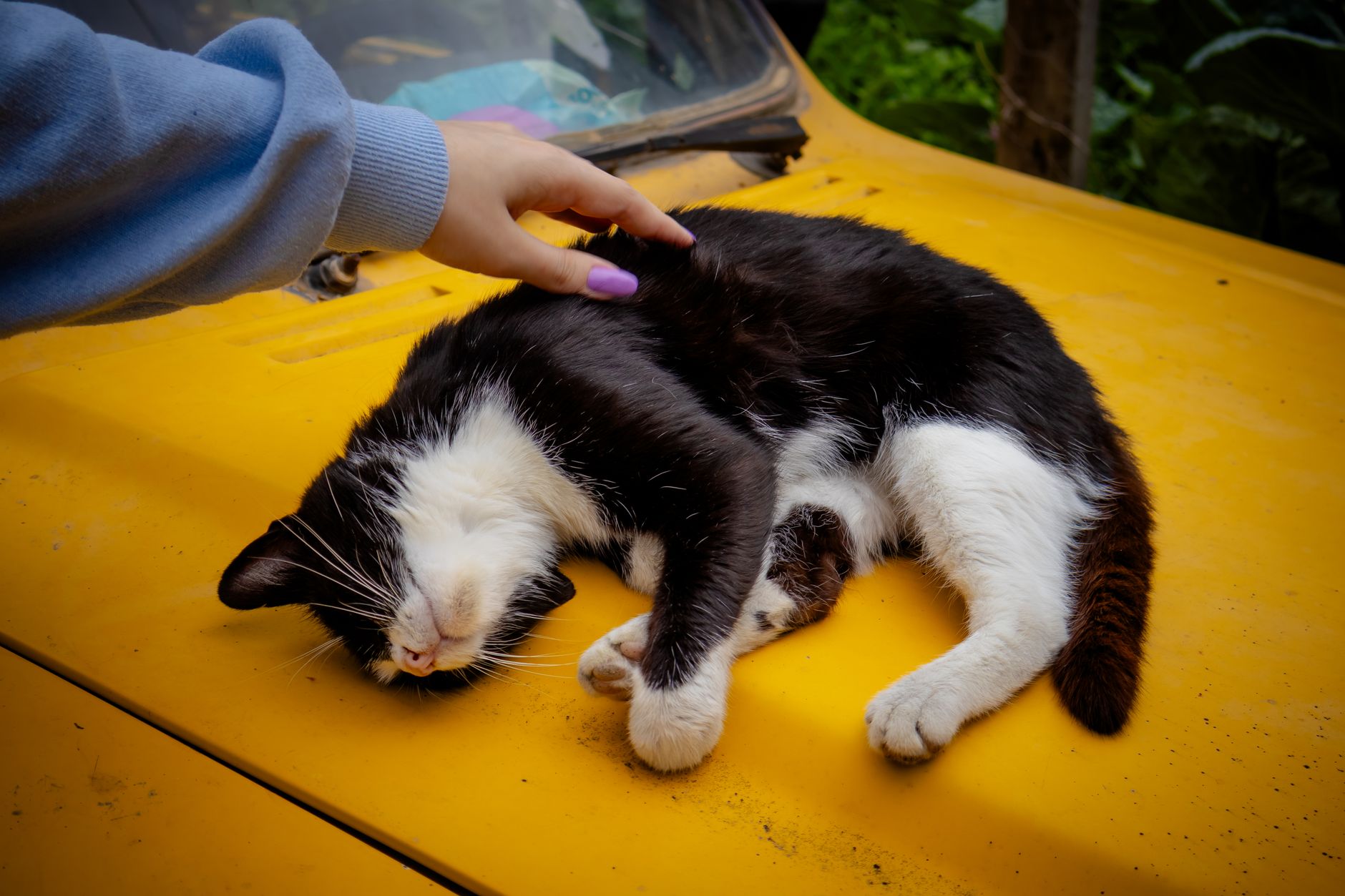 A cat undergoing diagnostic blood testing at a veterinary clinic