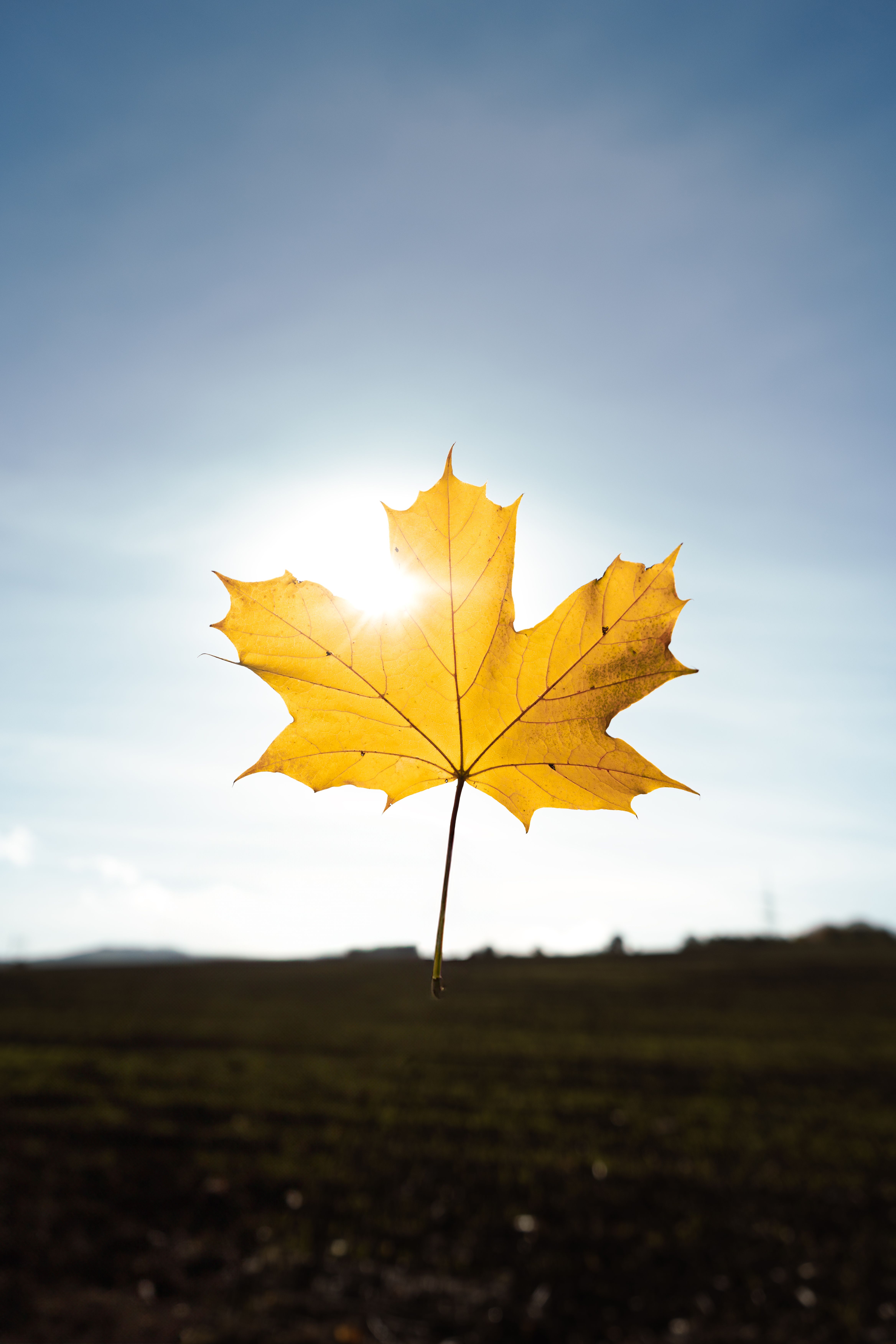 Golden maple leaf against clear blue sky · Free Stock Photo