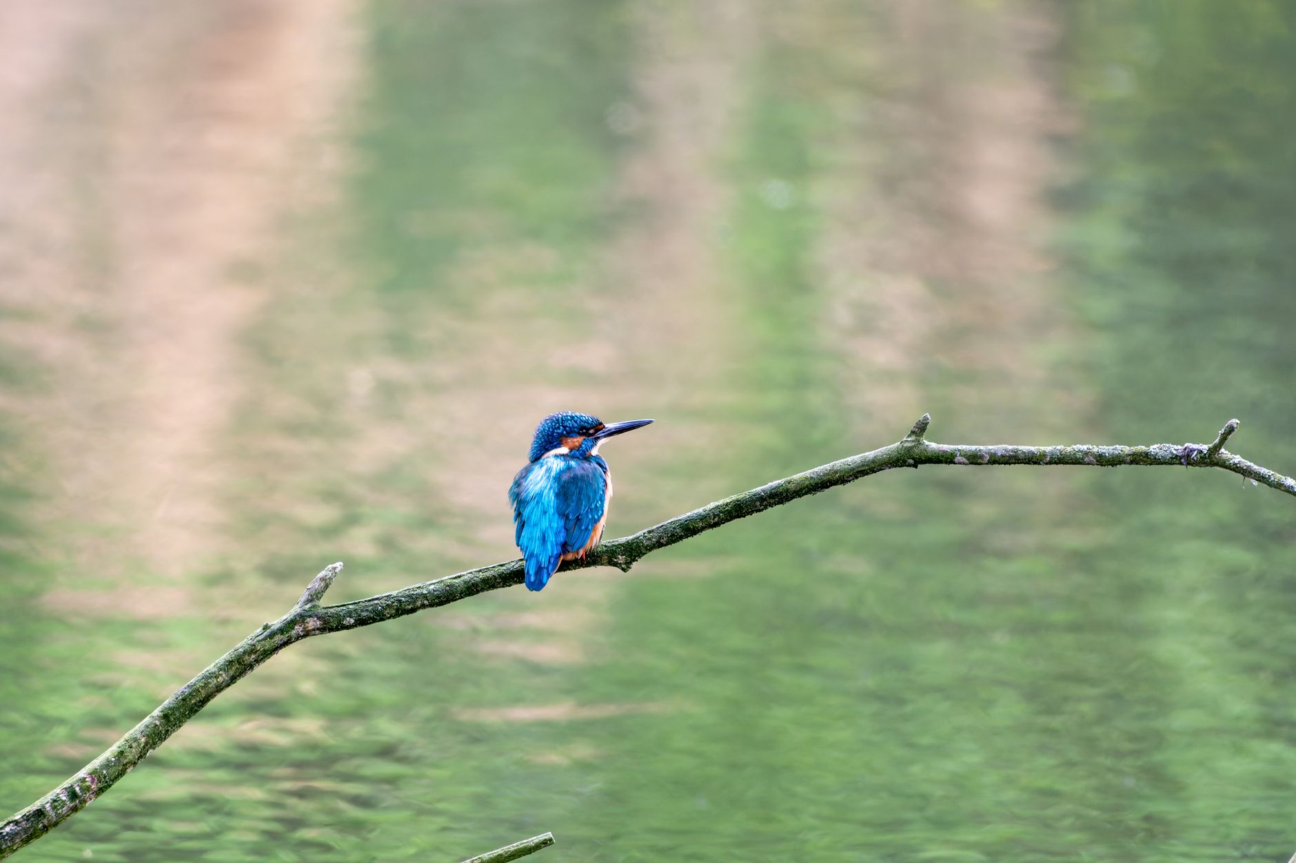 A colorful kingfisher bird perched on a branch over calm water, showcasing its vivid feathers.
