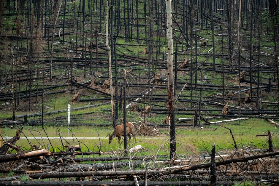 Colorado Faces Elevated Wildfire Threat Amid Resource Constraints Across Southwestern States