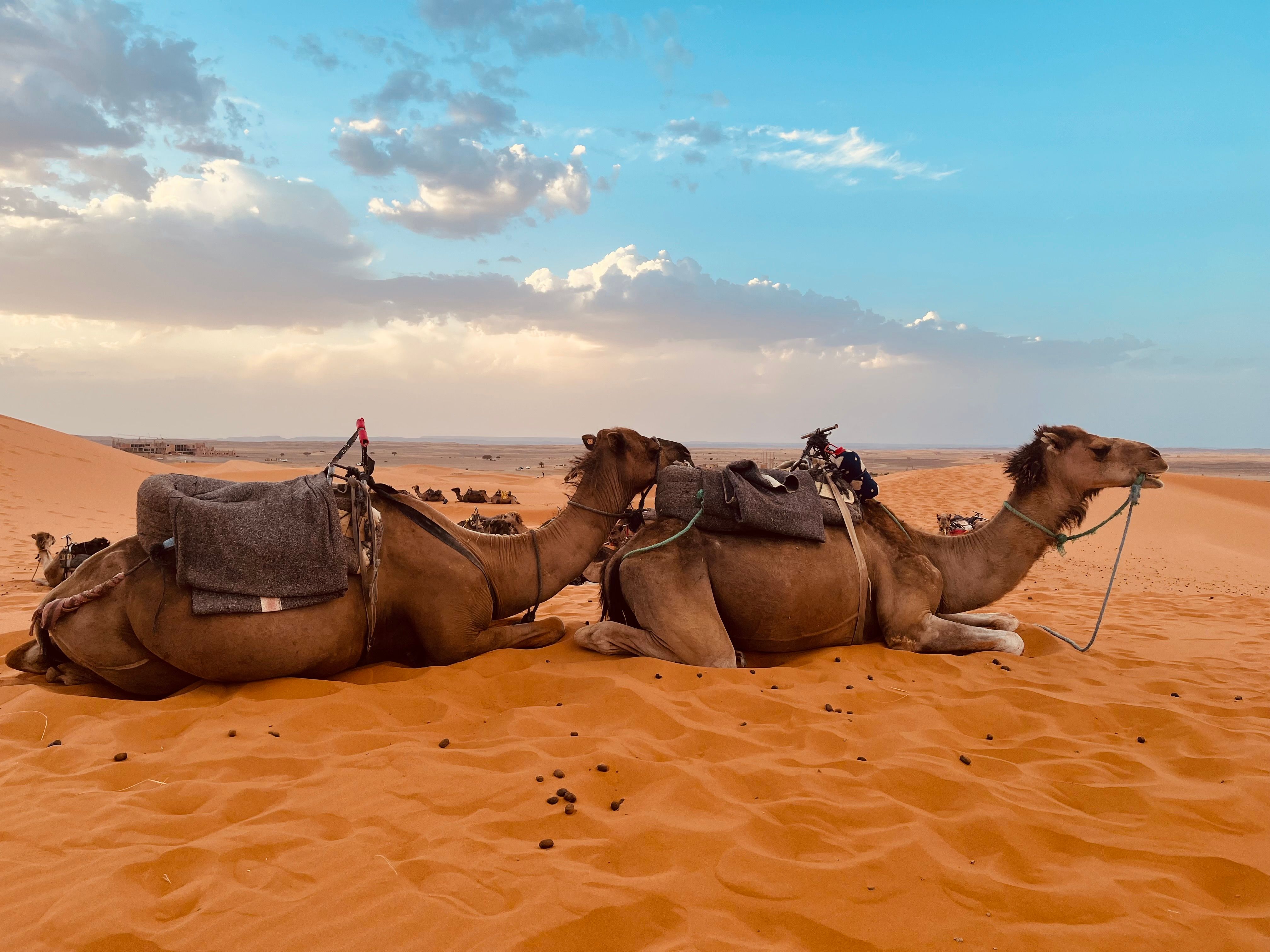 Camels Resting in the Sahara Desert Landscape · Free Stock Photo