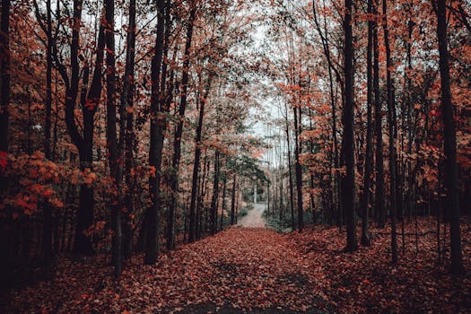 一条宁静的小路穿过秋叶绚烂的森林，非常适合旅行和自然主题