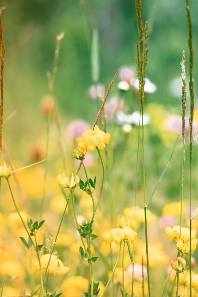 wildflower