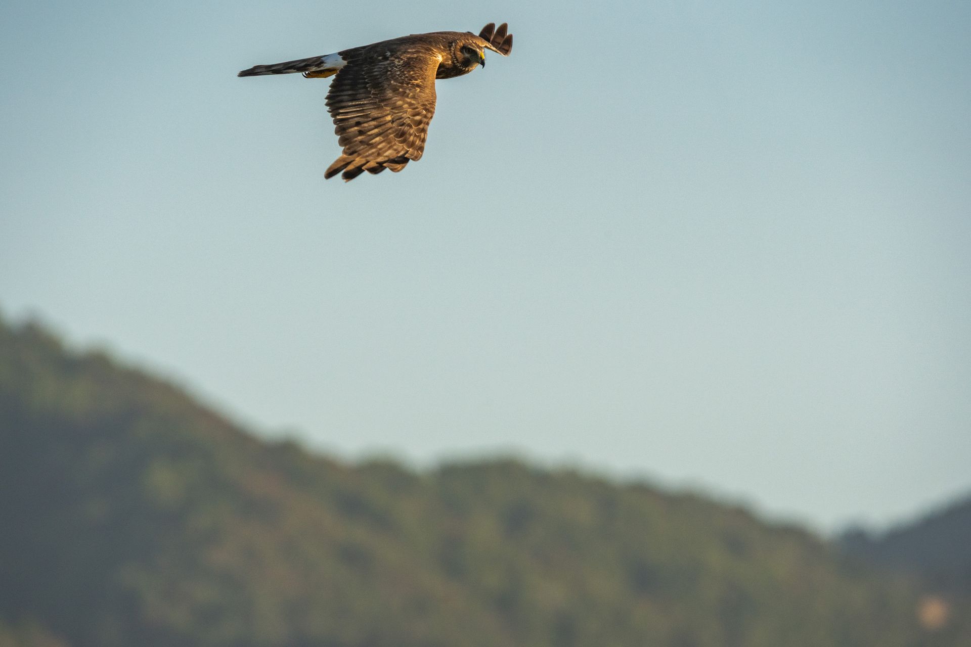 A majestic peregrine falcon in flight against a mountain backdrop.