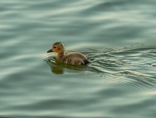 Free Adorable duckling swimming peacefully on calm water, creating gentle ripples. Stock Photo