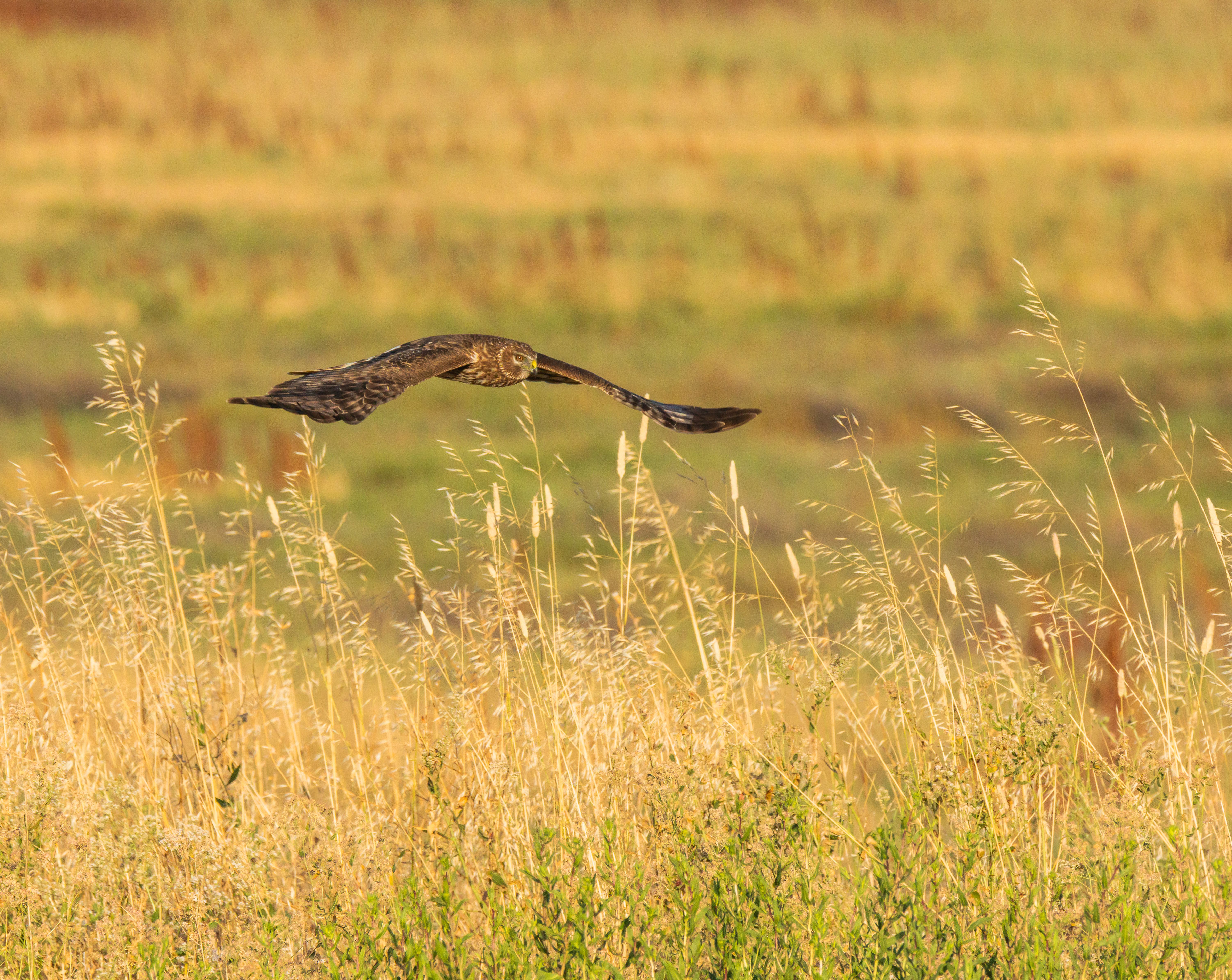 View of Majestic Bird in Flight Over Golden Field · Free Stock Photo