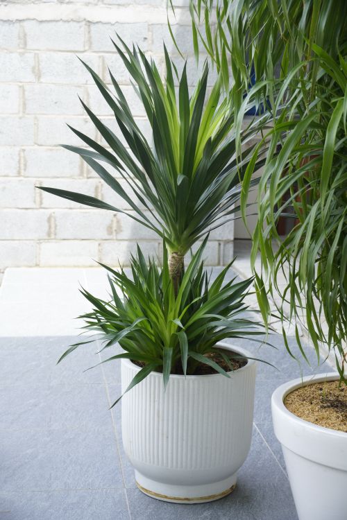 Free A healthy indoor yucca plant in a white ceramic pot, showcasing its lush green leaves. Stock Photo