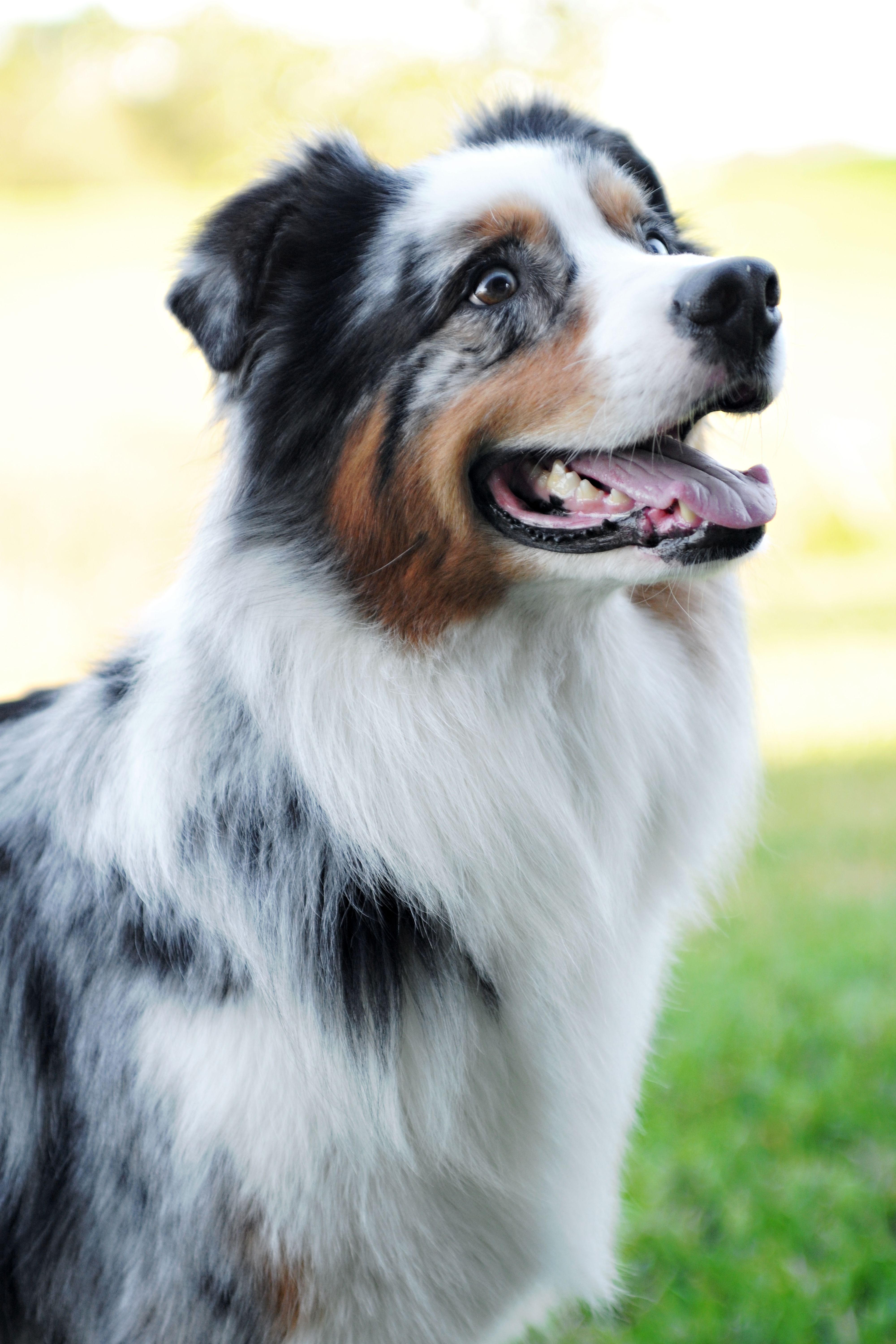 Close-up of a joyful Australian Shepherd dog outdoors in natural light.