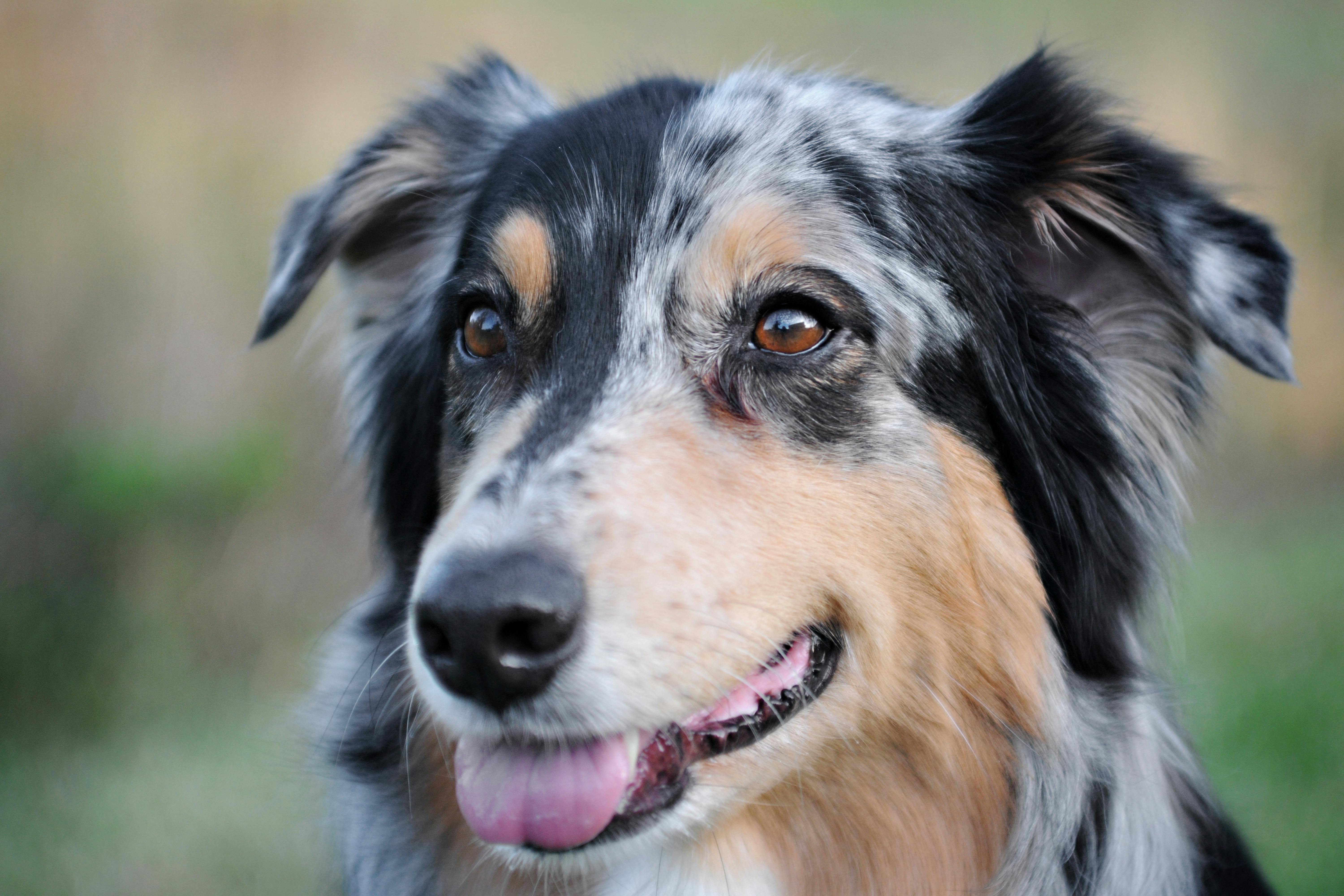 Australian Shepherd