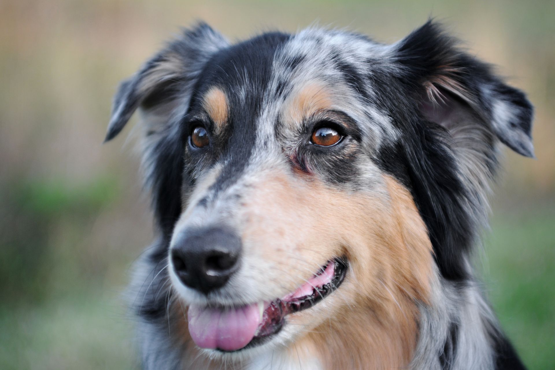 A joyful Australian Shepherd dog enjoying the outdoors with tongue out, close-up view.
