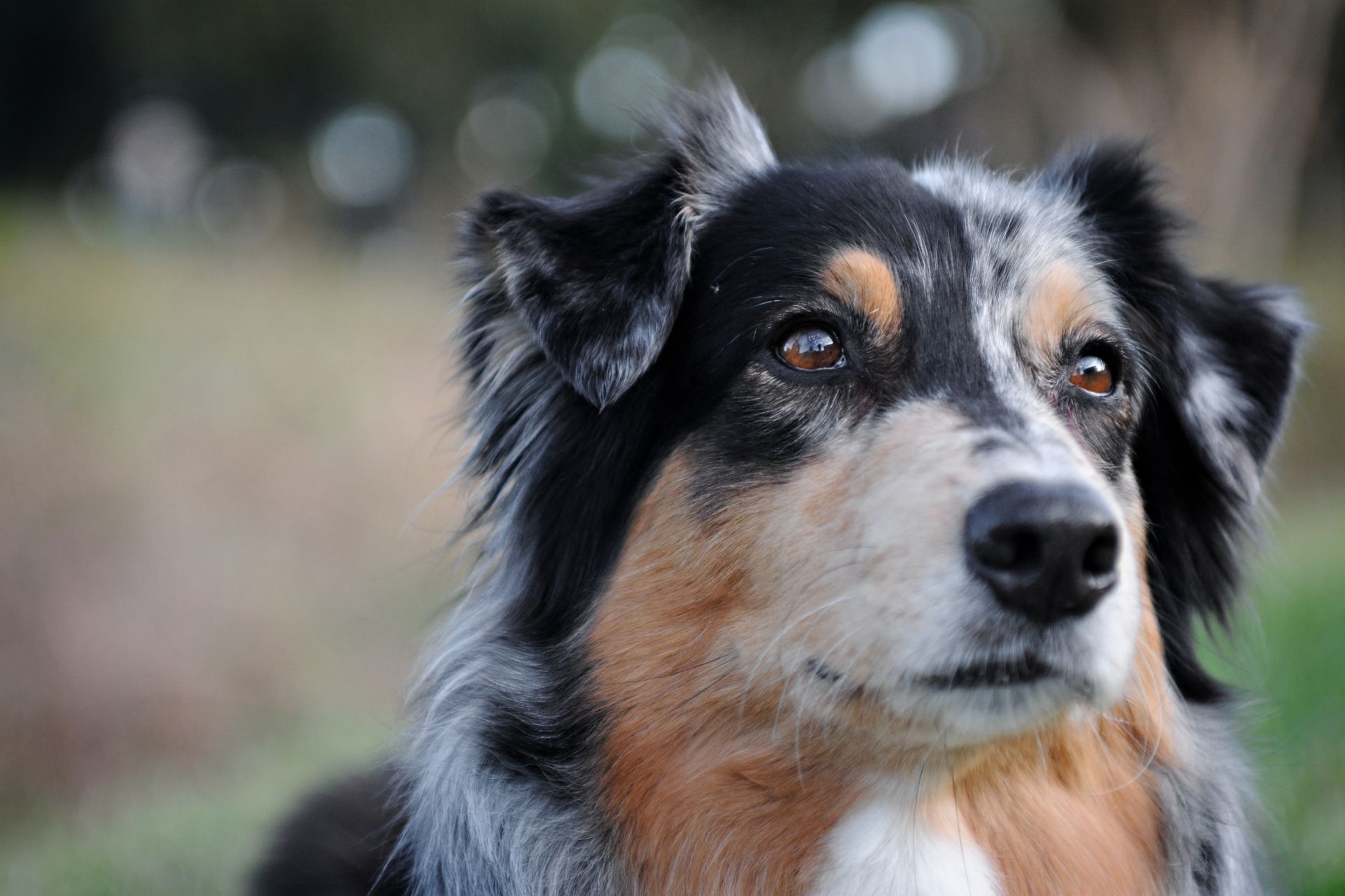 Detailed close-up of an attentive Australian Shepherd dog outdoors.