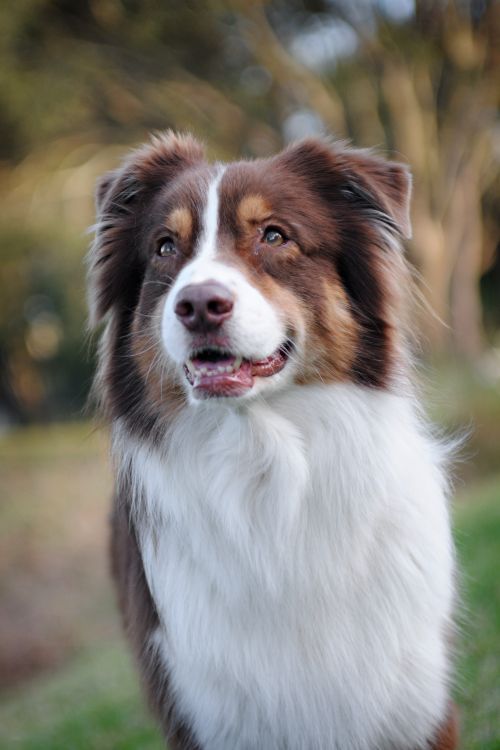 Free Close-up portrait of a smiling Australian Shepherd in an outdoor park setting. Stock Photo