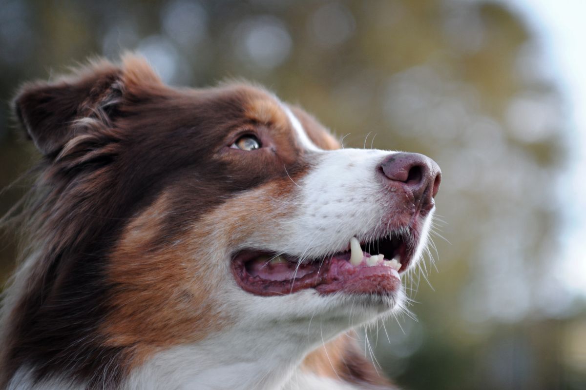 marrons pour les chiens - Symptômes d’intoxication aux marrons chez le chien