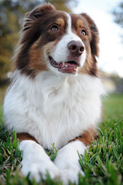 Free A joyful Australian Shepherd lying on green grass, enjoying outdoors. Stock Photo