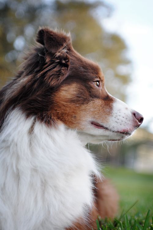 Free Close-up of a Border Collie outdoors, capturing its profile with a natural blurred background. Stock Photo