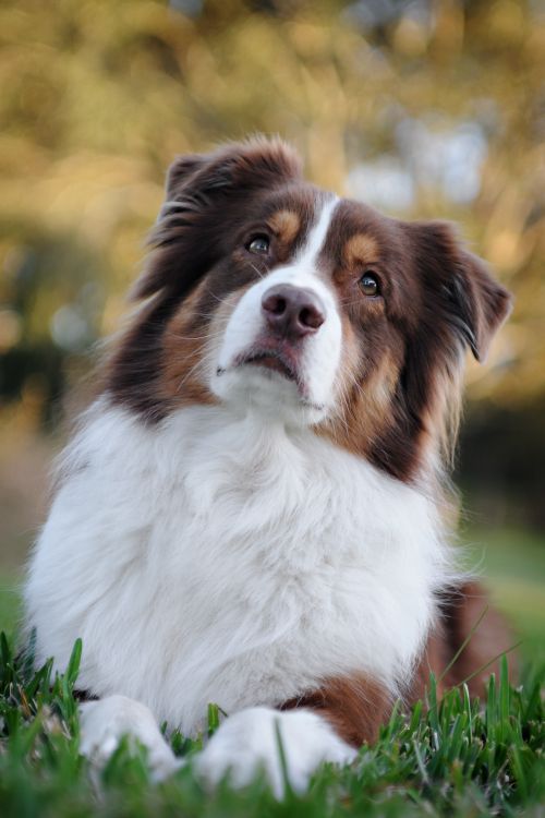 Free A stunning Australian Shepherd rests gracefully in a lush outdoor setting, exuding charm and intelligence. Stock Photo