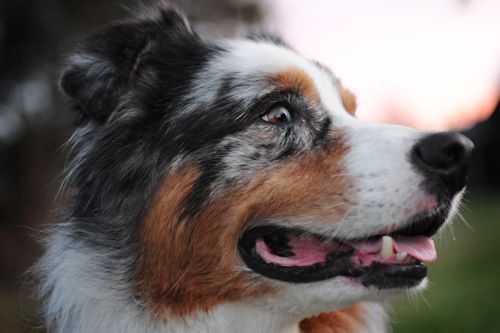 Free Vibrant close-up of an Australian Shepherd's face against a sunset background, capturing its striking coat and joyful expression. Stock Photo
