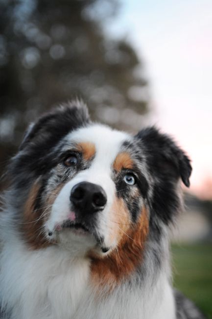 Captivating close-up of a tricolor Australian Shepherd with bright blue eyes in natural light.