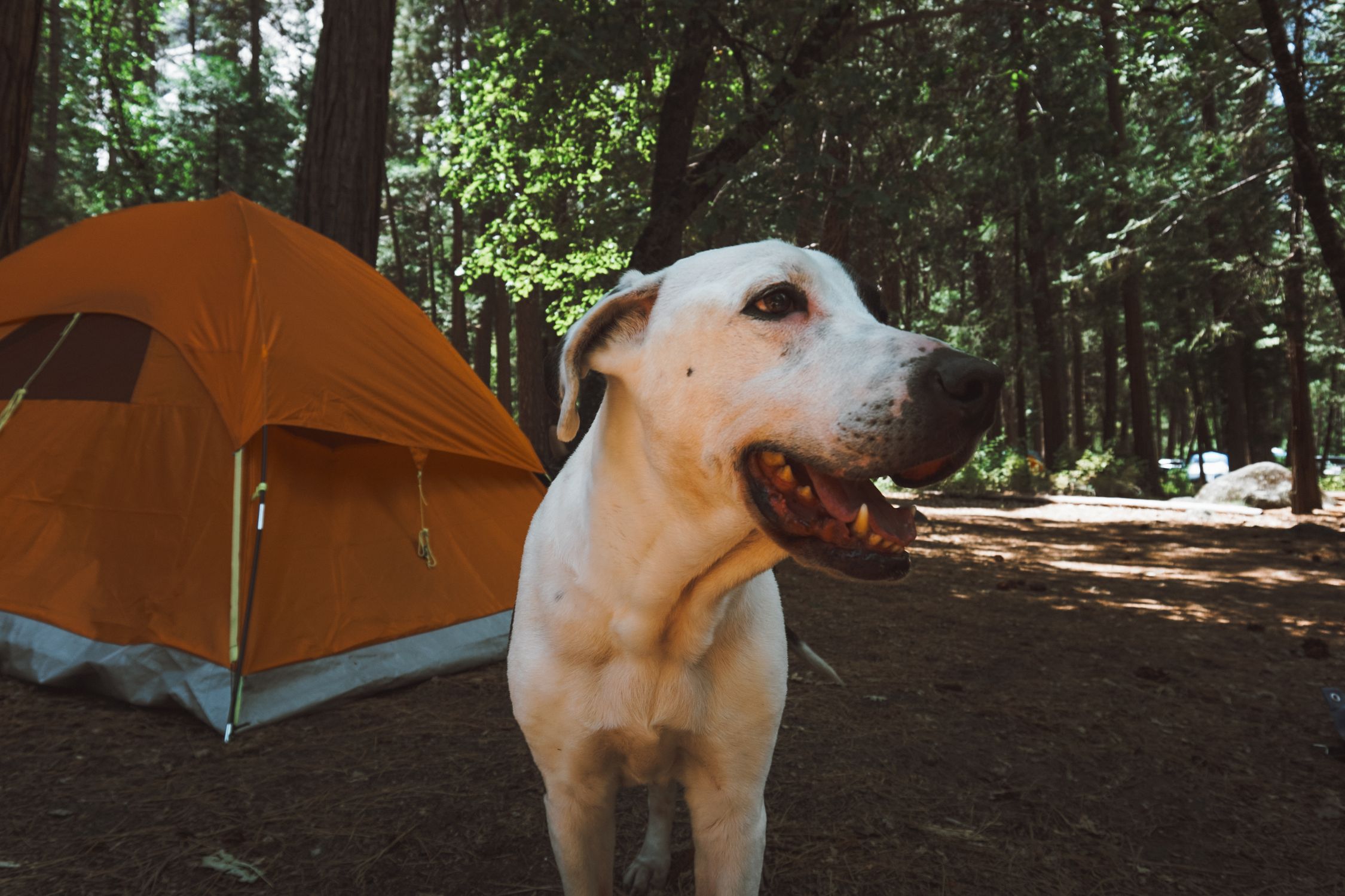 Adorable dog enjoying the outdoors at a campsite with a tent in the background Adorable dog enjoying the outdoors at a campsite with a tent in the background
