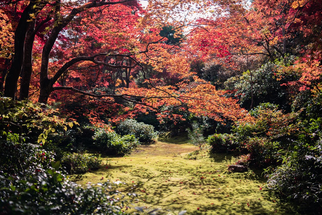 Ilmainen kuvapankkikuva tunnisteilla arashiyama, arboretum, japani