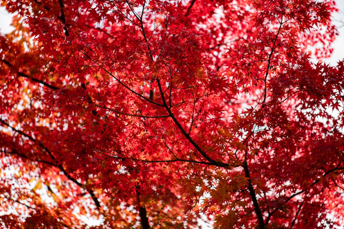 Tree with Red Leaves · Free Stock Photo