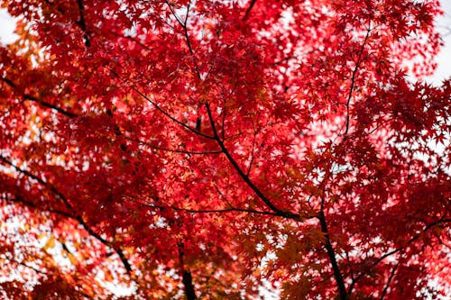 Tree with Red Leaves