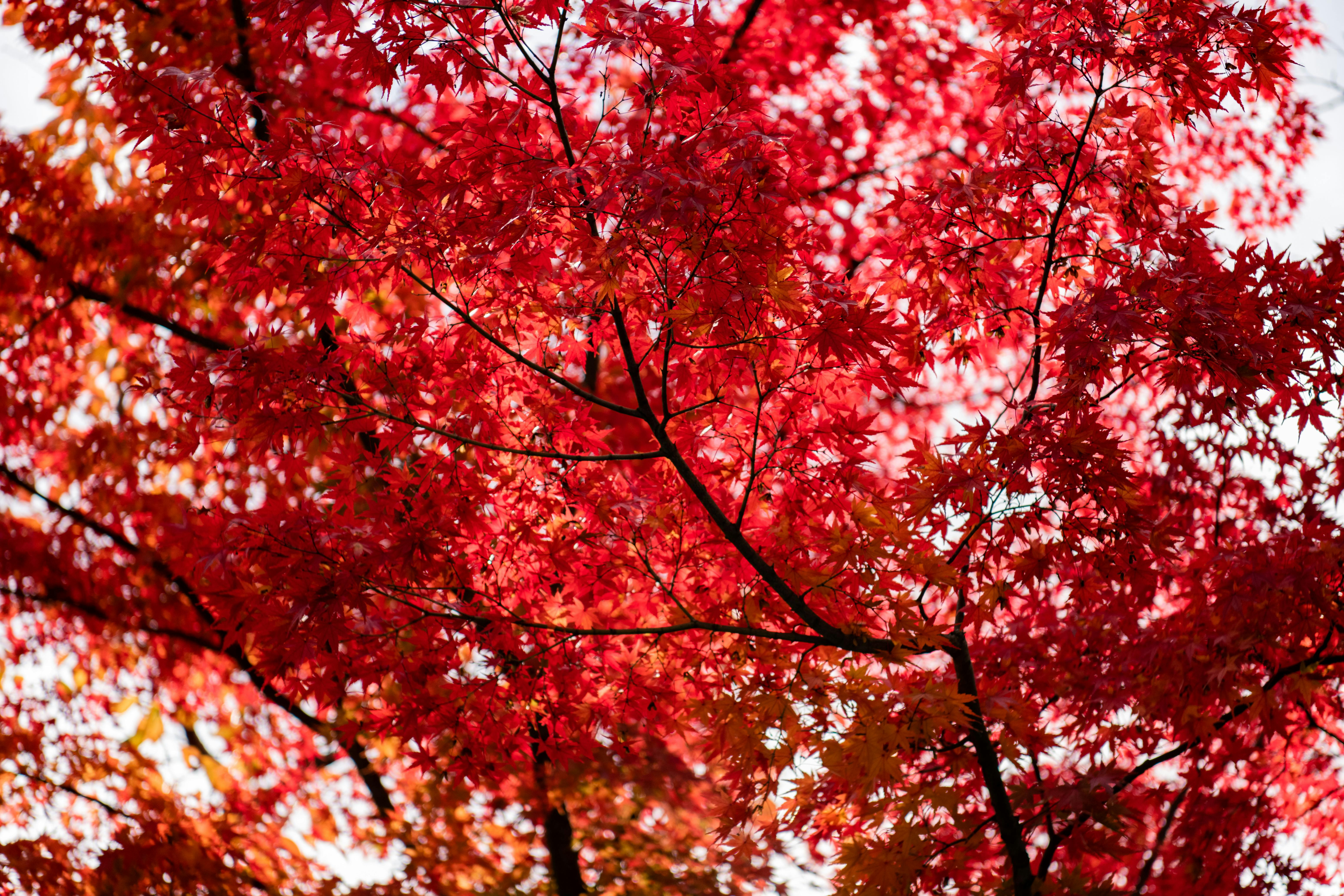 Cây lá đỏ là một trong những biểu tượng của mùa thu. Với hình nền cây lá đỏ, bạn sẽ có một khung cảnh hiếm có trong thiết bị của mình. Tận hưởng sự dịu dàng và sự đặc biệt của một mùa thu trên màn hình của bạn.