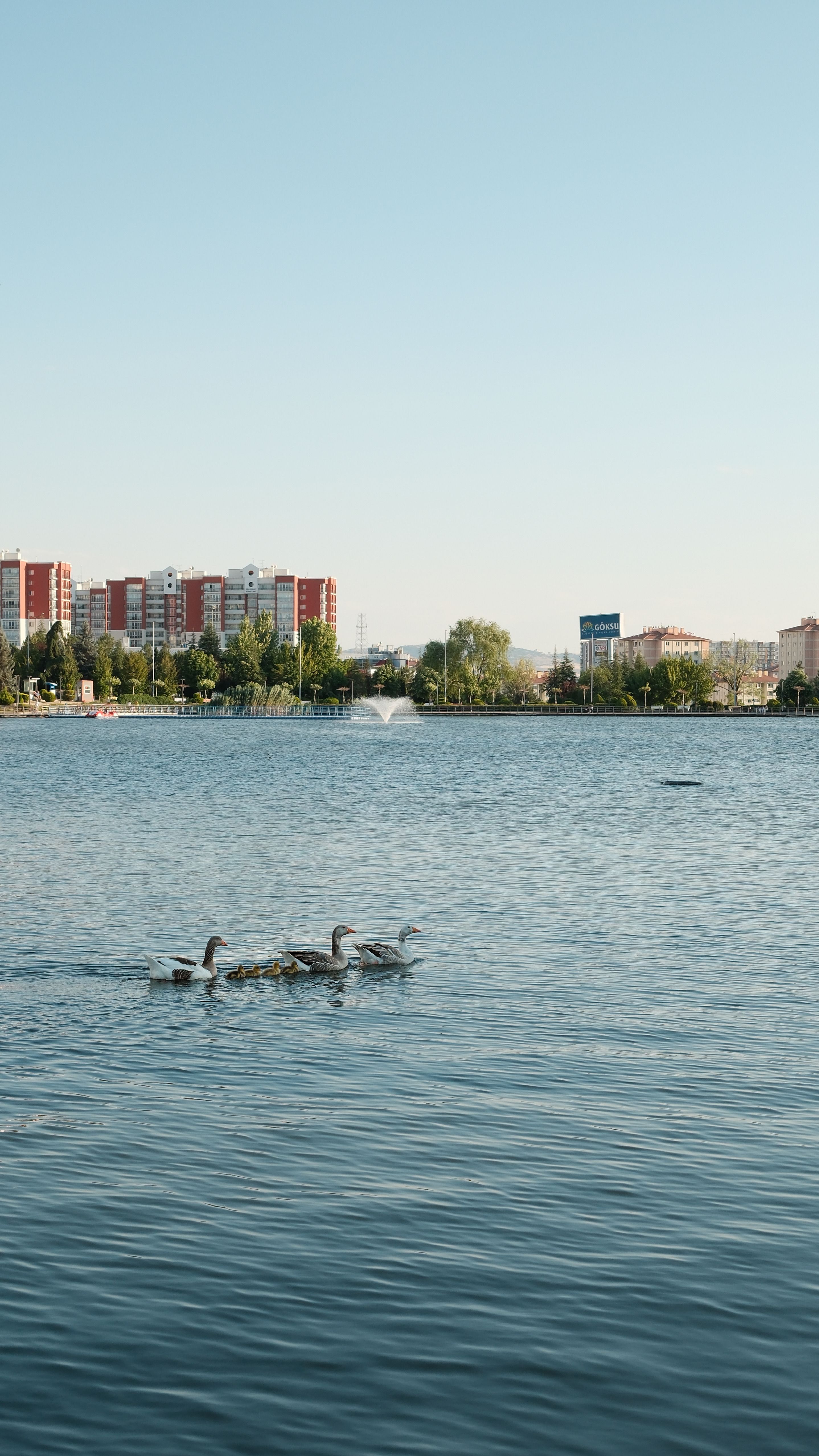Tranquil cityscape with geese swimming on a lake, perfect for serene urban photography.