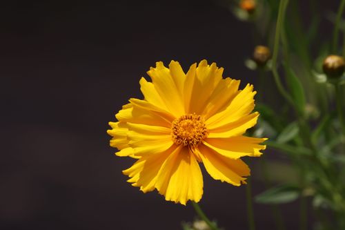 Free A vivid close-up of a yellow Coreopsis flower in full bloom, outdoors. Stock Photo