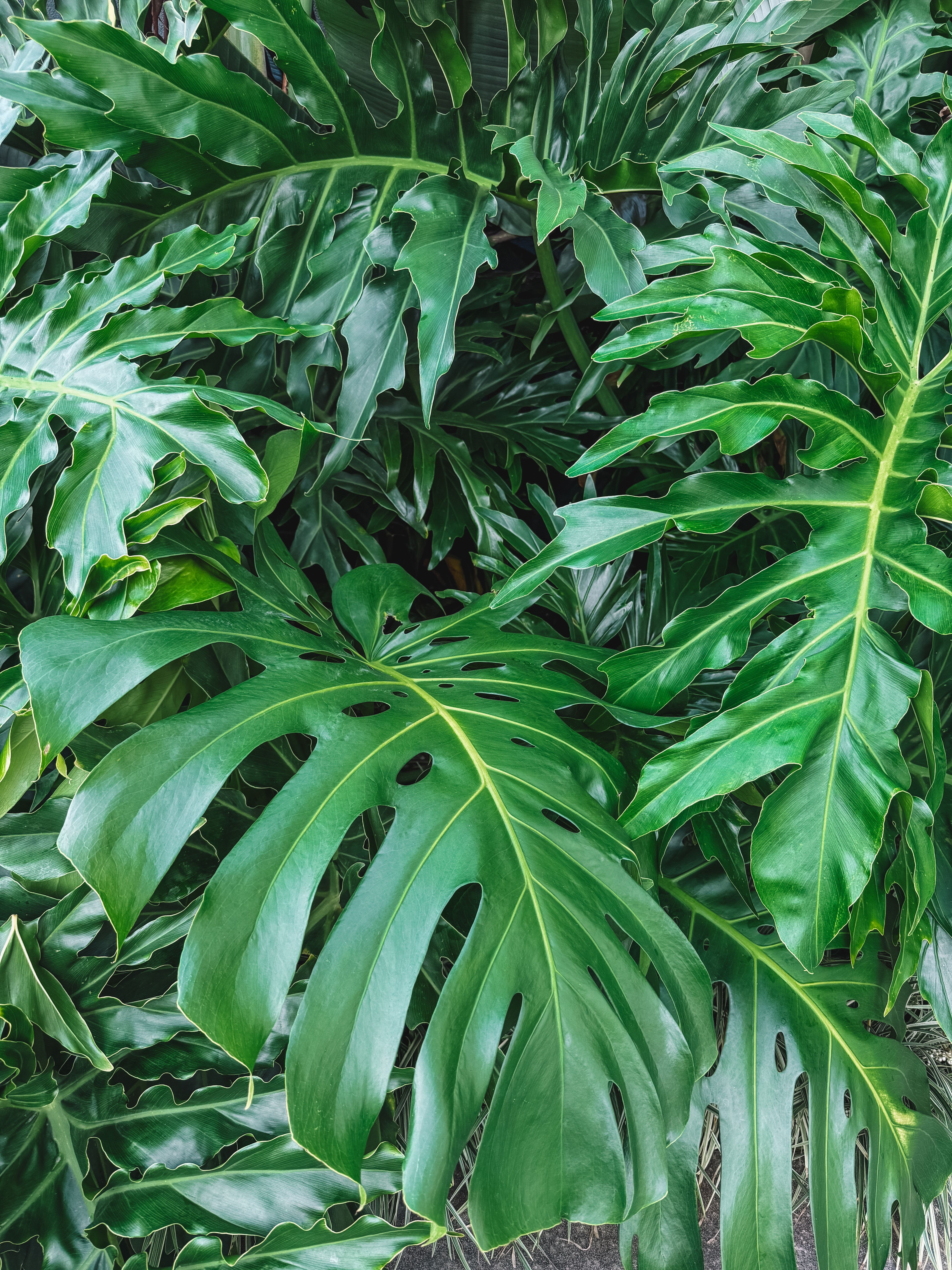 Monstera Photos, Download The BEST Free Monstera Stock Photos & HD Images