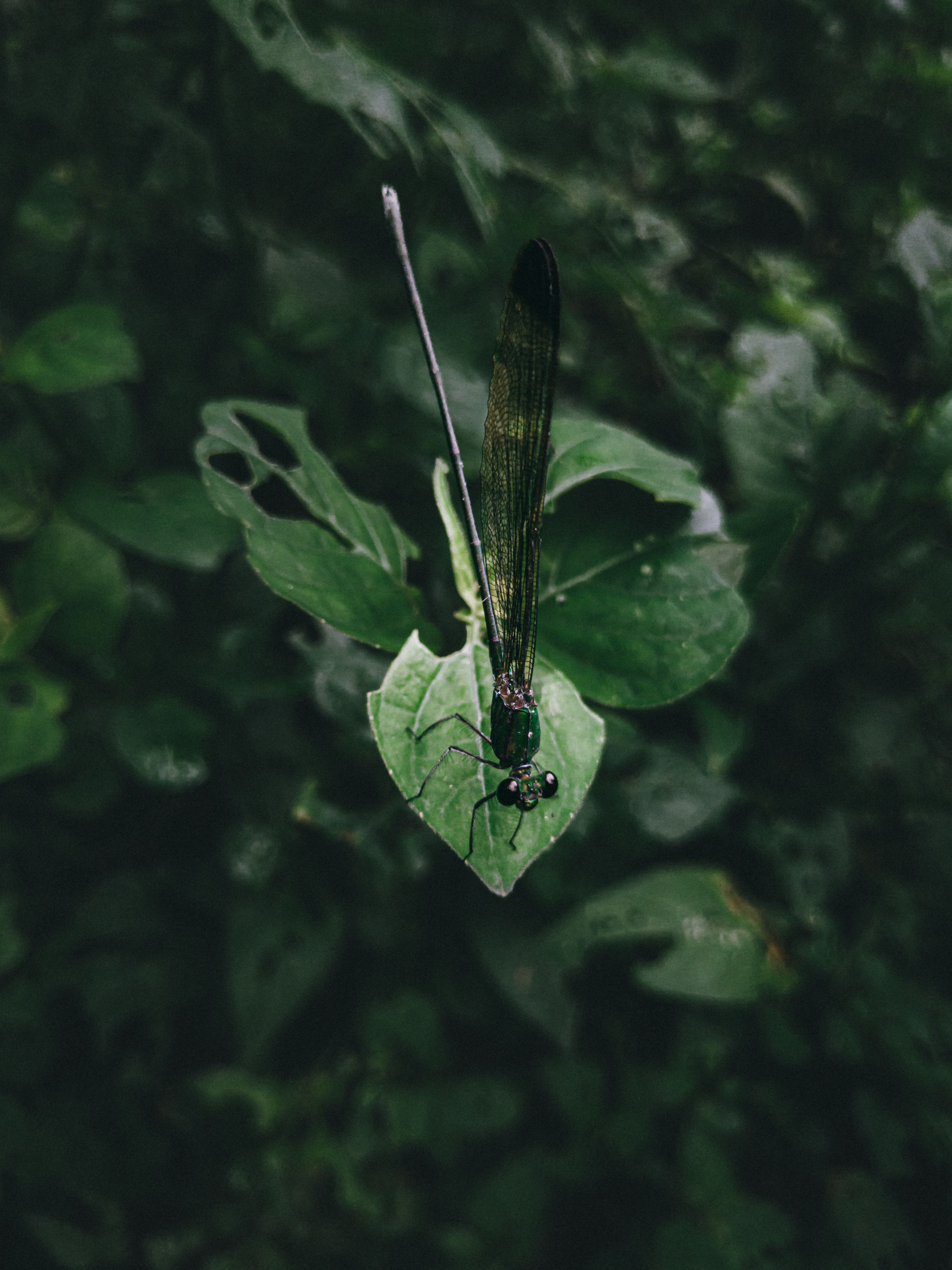 Elegant Dragonfly Resting on Leaf in Indian Forest · Free Stock Photo